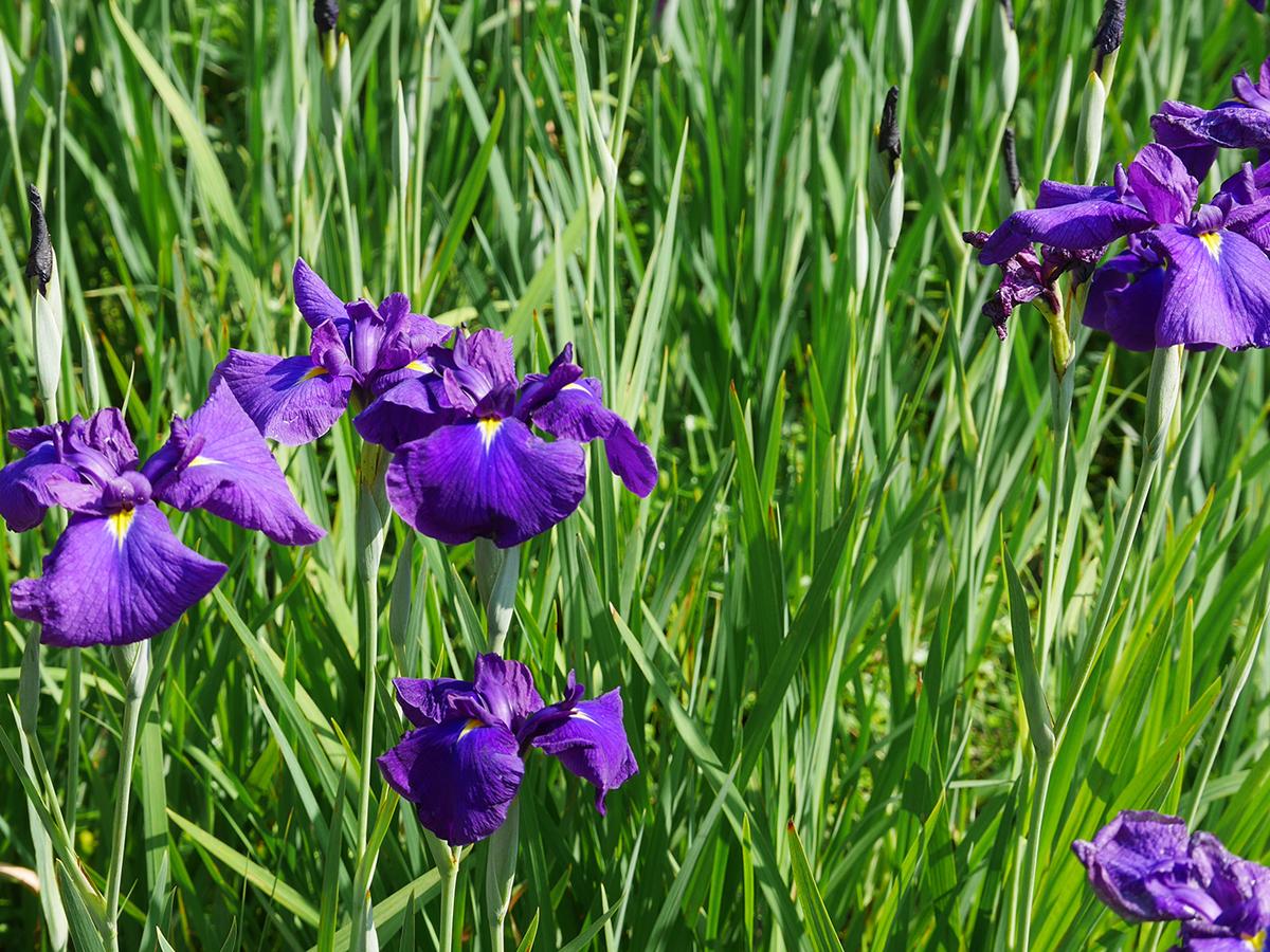 Festival Bunga Iris Jepang “Taman Chiryu”