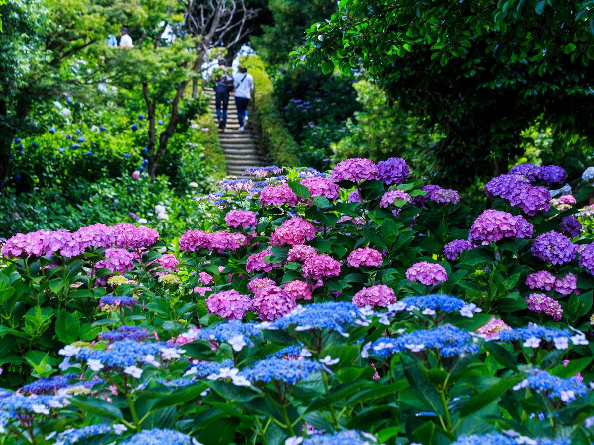 Festival Bunga Hortensia Inazawa “Taman Bersejarah Otsuka Shokaiji/Kuil Shokaiji”