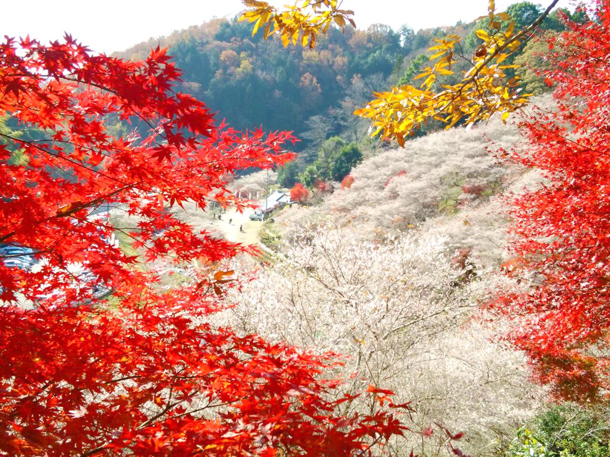 Obara Shikizakura Festival