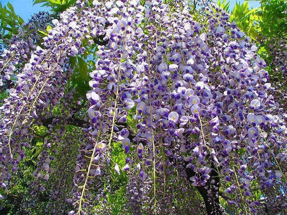 Festival Wisteria Konan “Taman Kuil Mandaraji”
