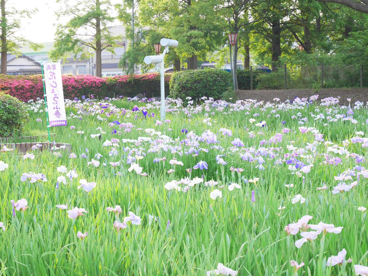 Festival Bunga Iris Jepang “Taman Bermain Aburagafuchi/Kuil Oninji”