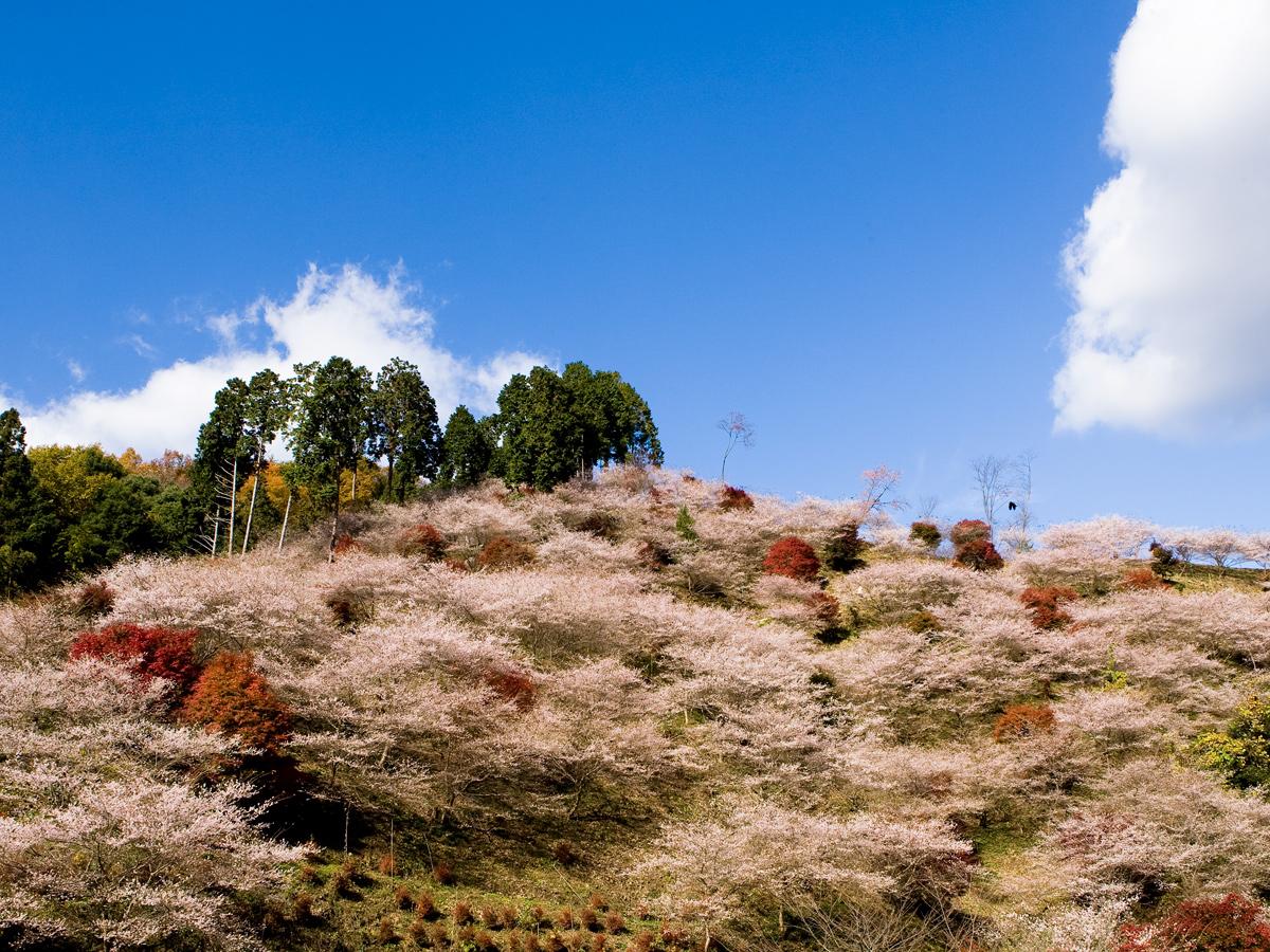 Obara Shikizakura Festival