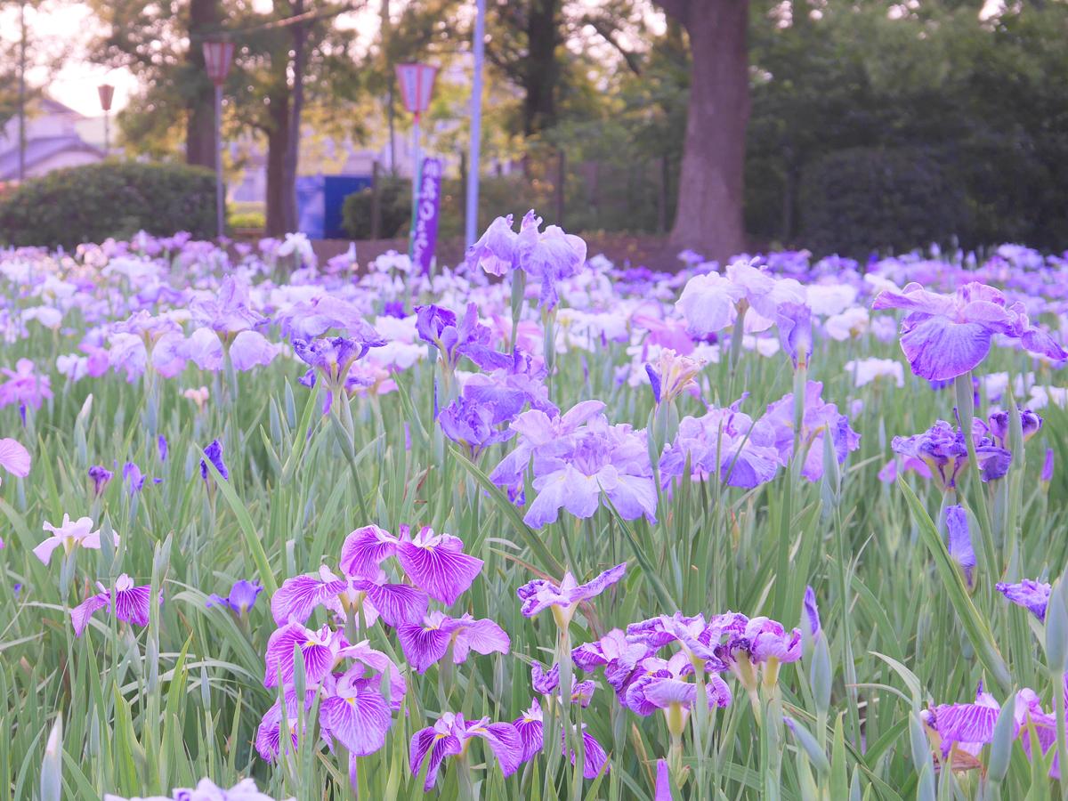 Festival Bunga Iris Jepang “Taman Bermain Aburagafuchi/Kuil Oninji”