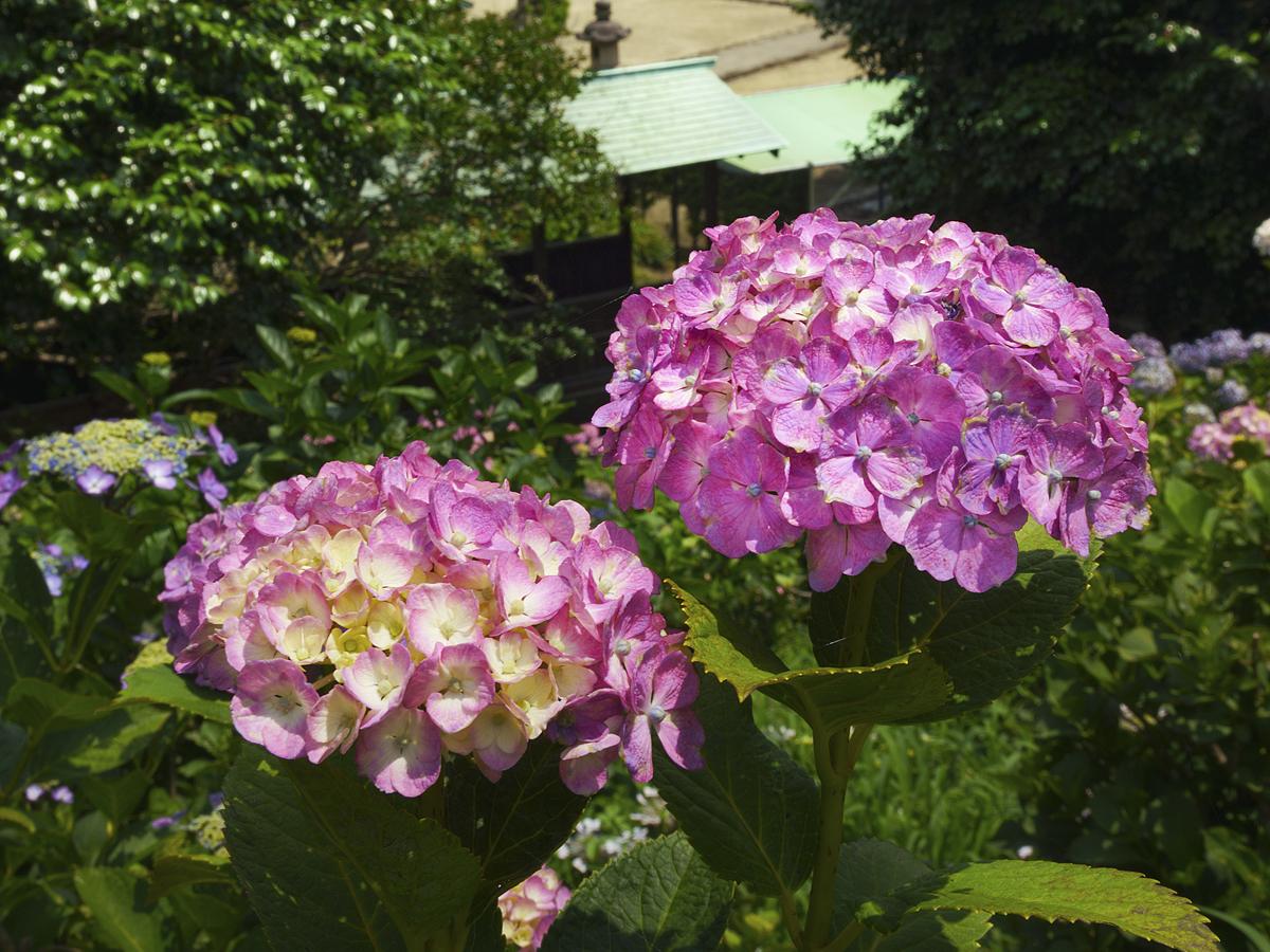 Festival Bunga Hortensia Inazawa “Taman Bersejarah Otsuka Shokaiji/Kuil Shokaiji”