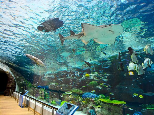 名古屋港水族馆