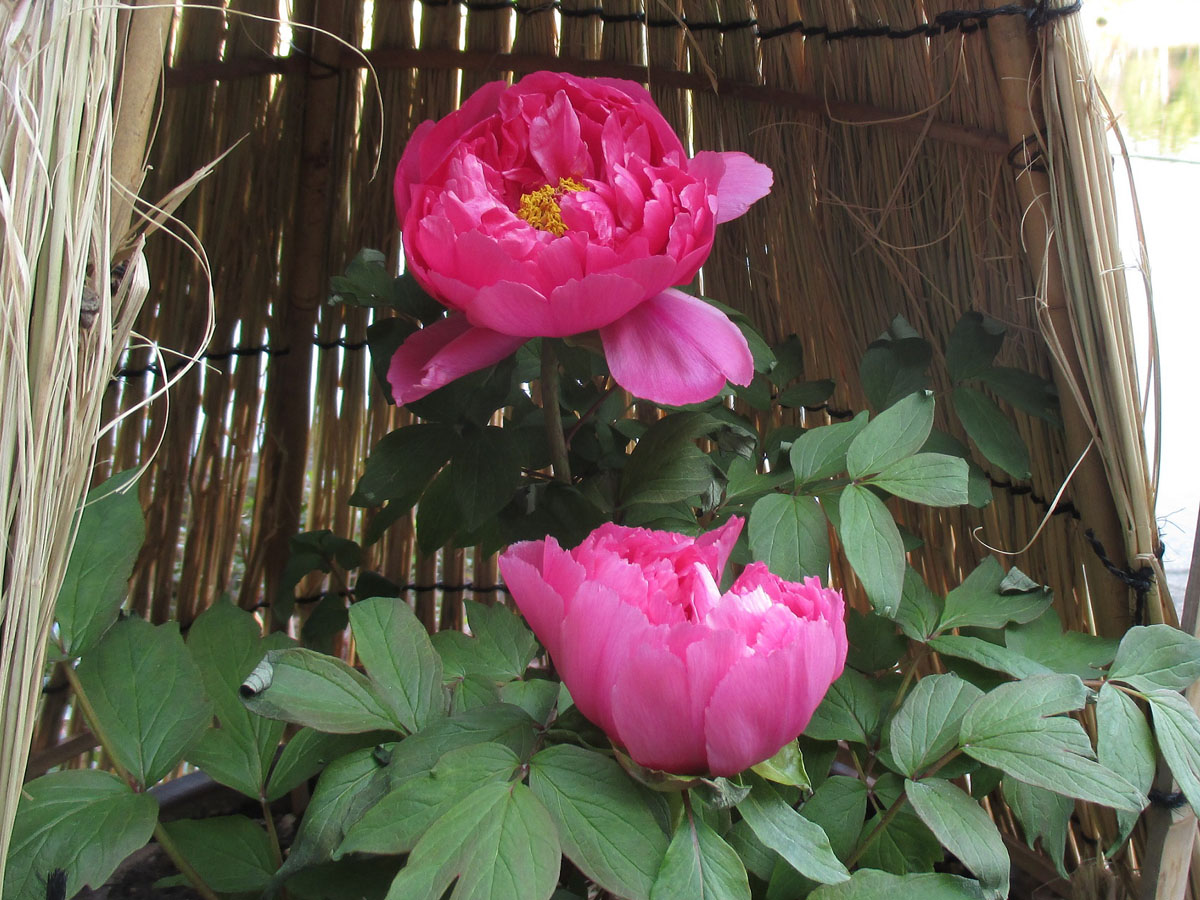 戏寒　德川园的冬季牡丹