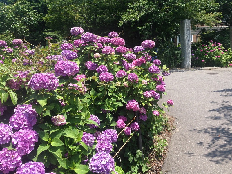 本光寺紫陽花まつり