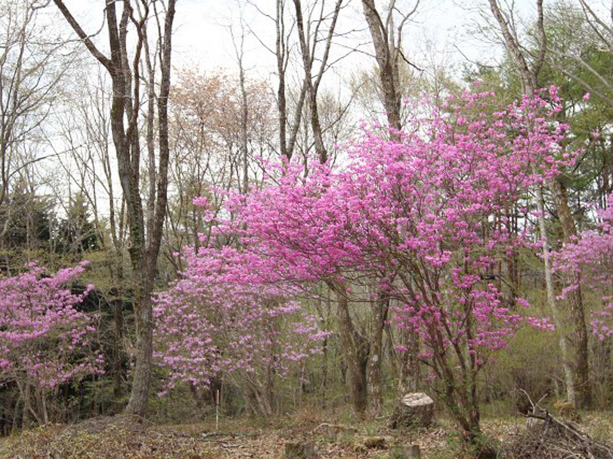 面ノ木園地(天狗棚)