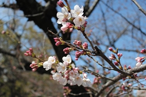 鶴舞公園　花卉節