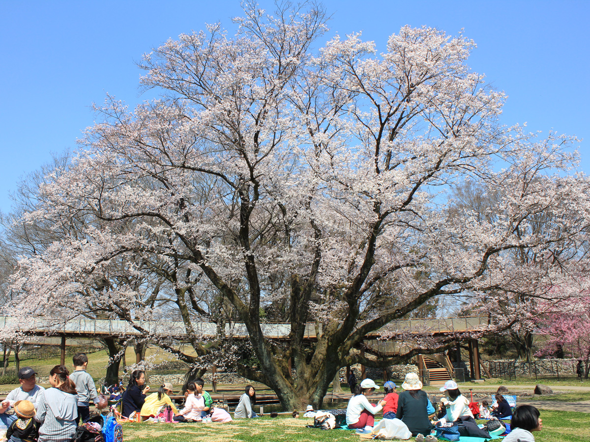 138塔公園　櫻花節