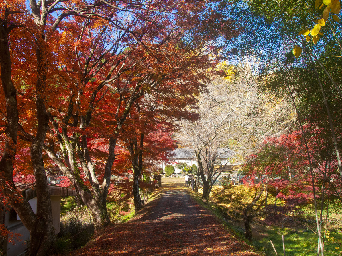 鳳来寺山もみじまつり