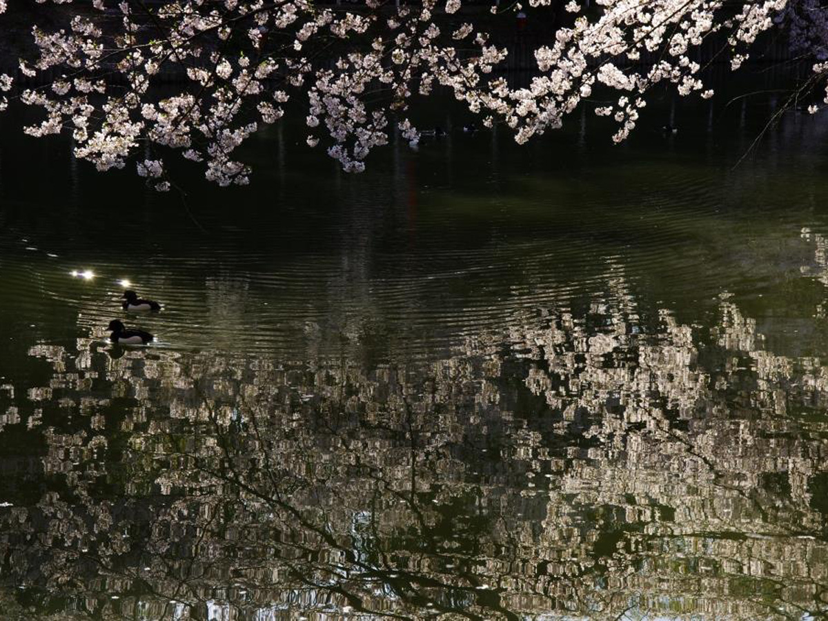 大池公園櫻花節