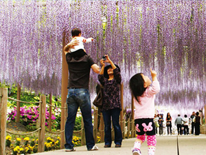 広藤園藤まつり