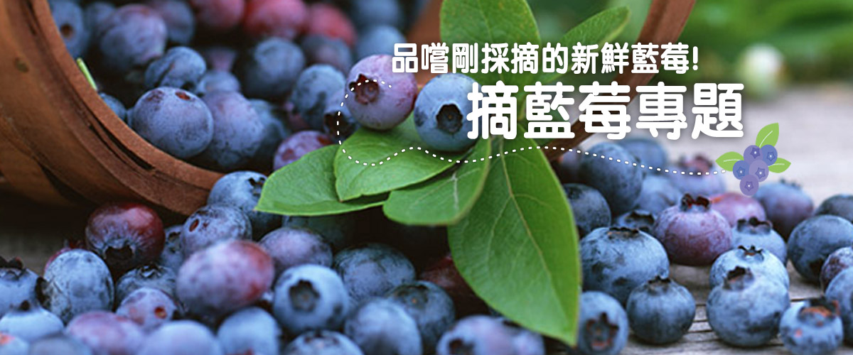摘藍莓專題
