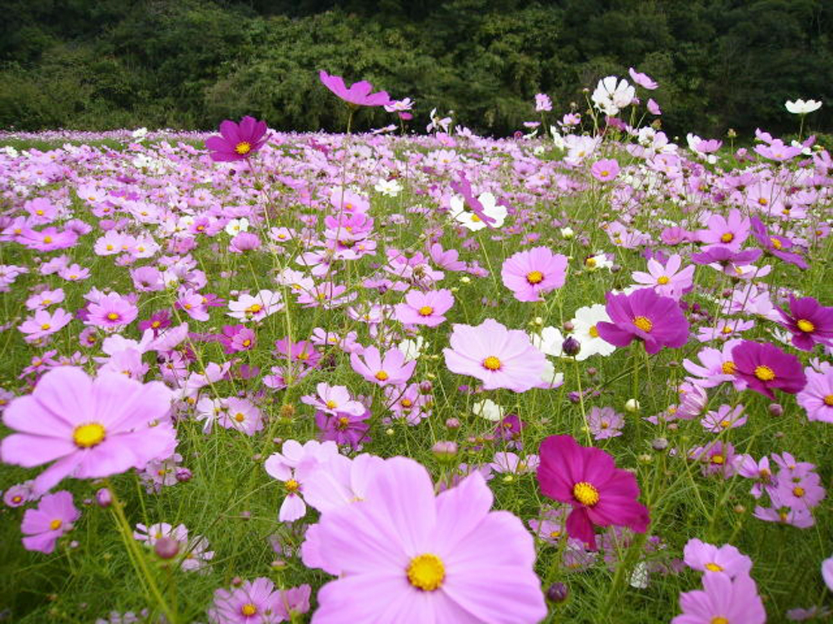 Minami Chita Cosmos Highway