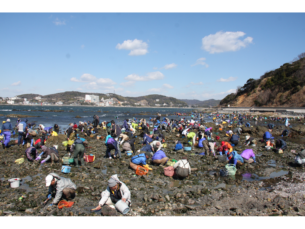 梶島　潮干狩り