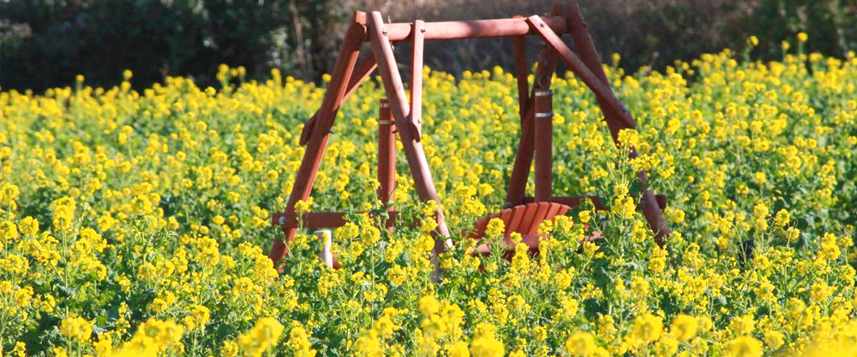 爱知早春赏花专题