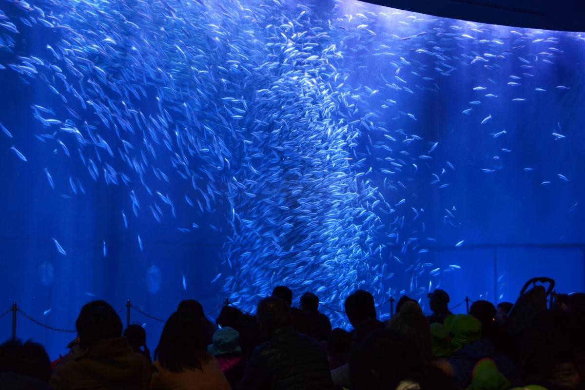 名古屋港水族馆