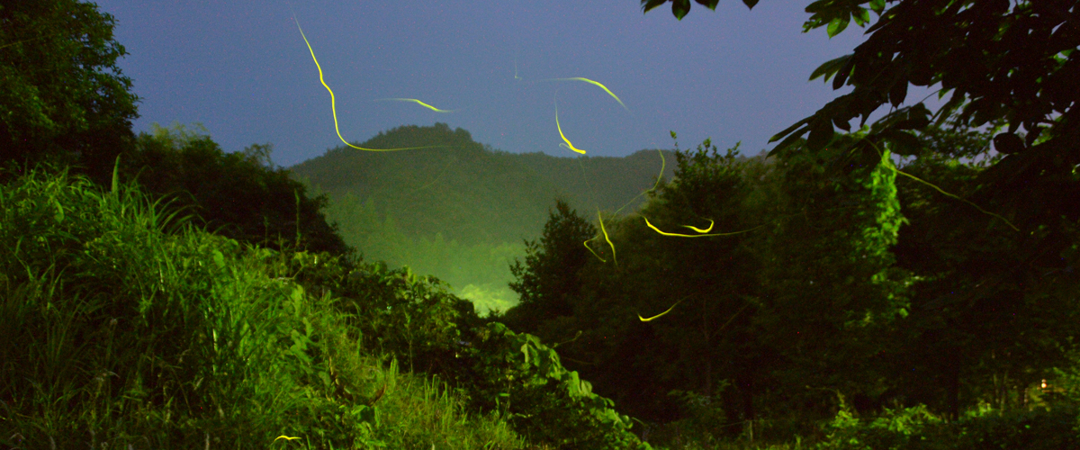 The Beautiful, Mysterious, and Magical Fireflies of Aichi Special Feature