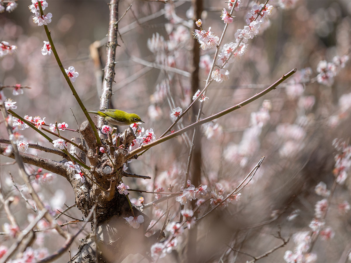 赤塚山公园梅花节