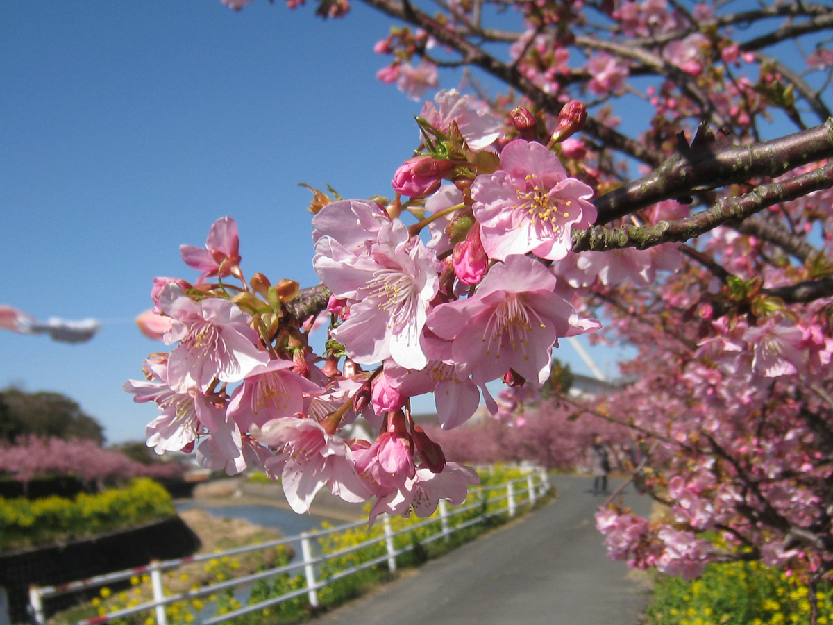 免々田川油菜花和櫻花節