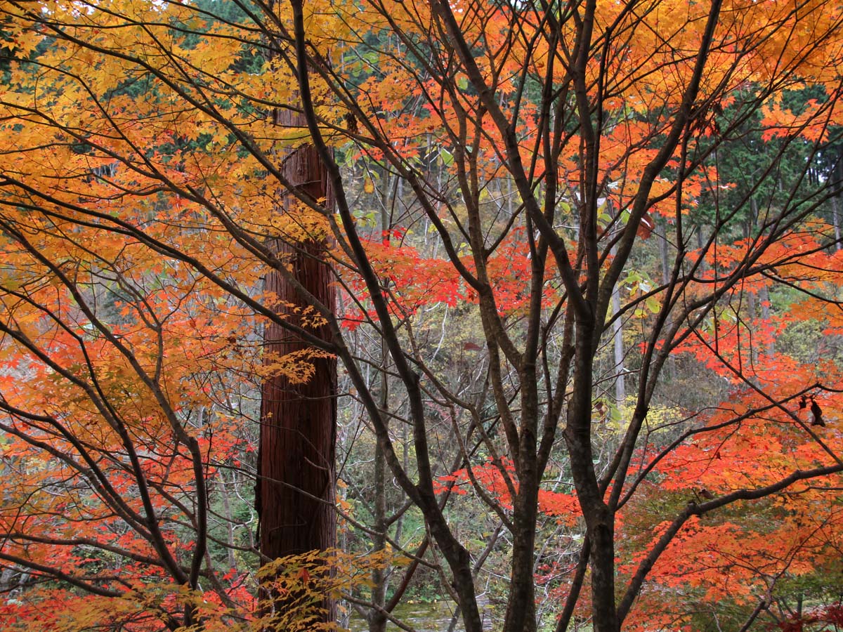 面之木園地(天狗棚)