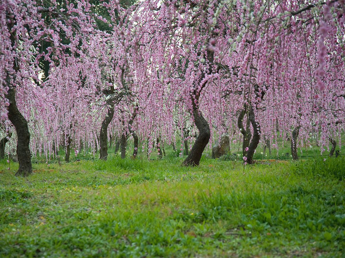 名古屋市農業センター delaふぁーむ　しだれ梅