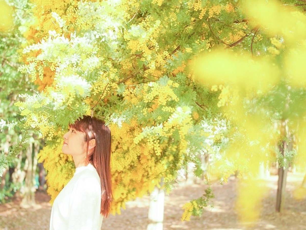 大府みどり公園「ミモザ」