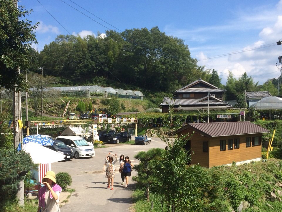 岡崎駒立摘葡萄