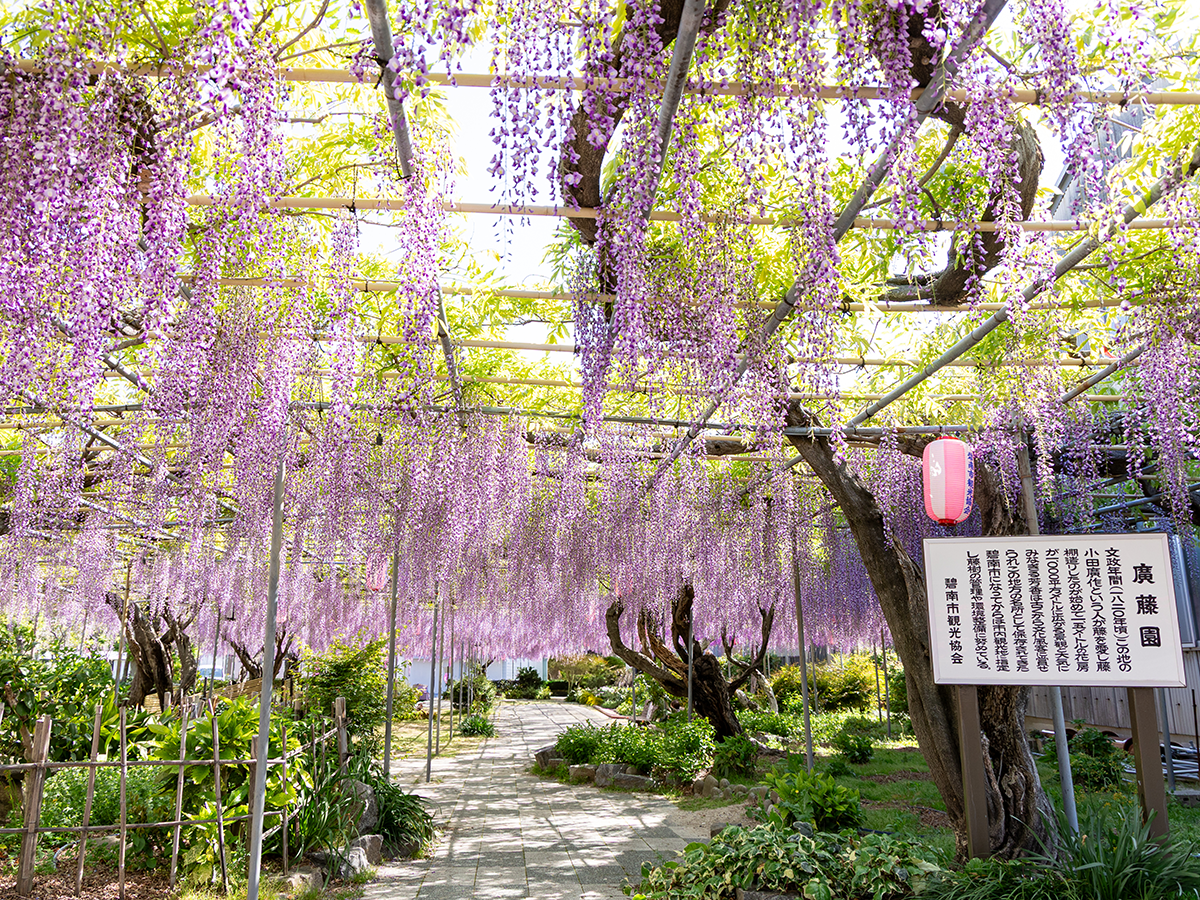 広藤園藤まつり