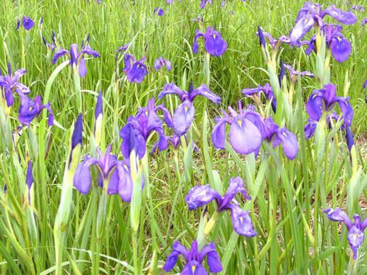 花かつみまつり