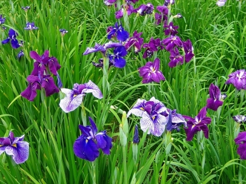 知立公園花しょうぶまつり