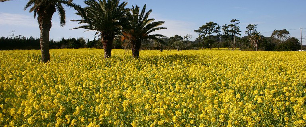 Aichi’s Famous Spring and Summer Flower Viewing Spots Special Feature