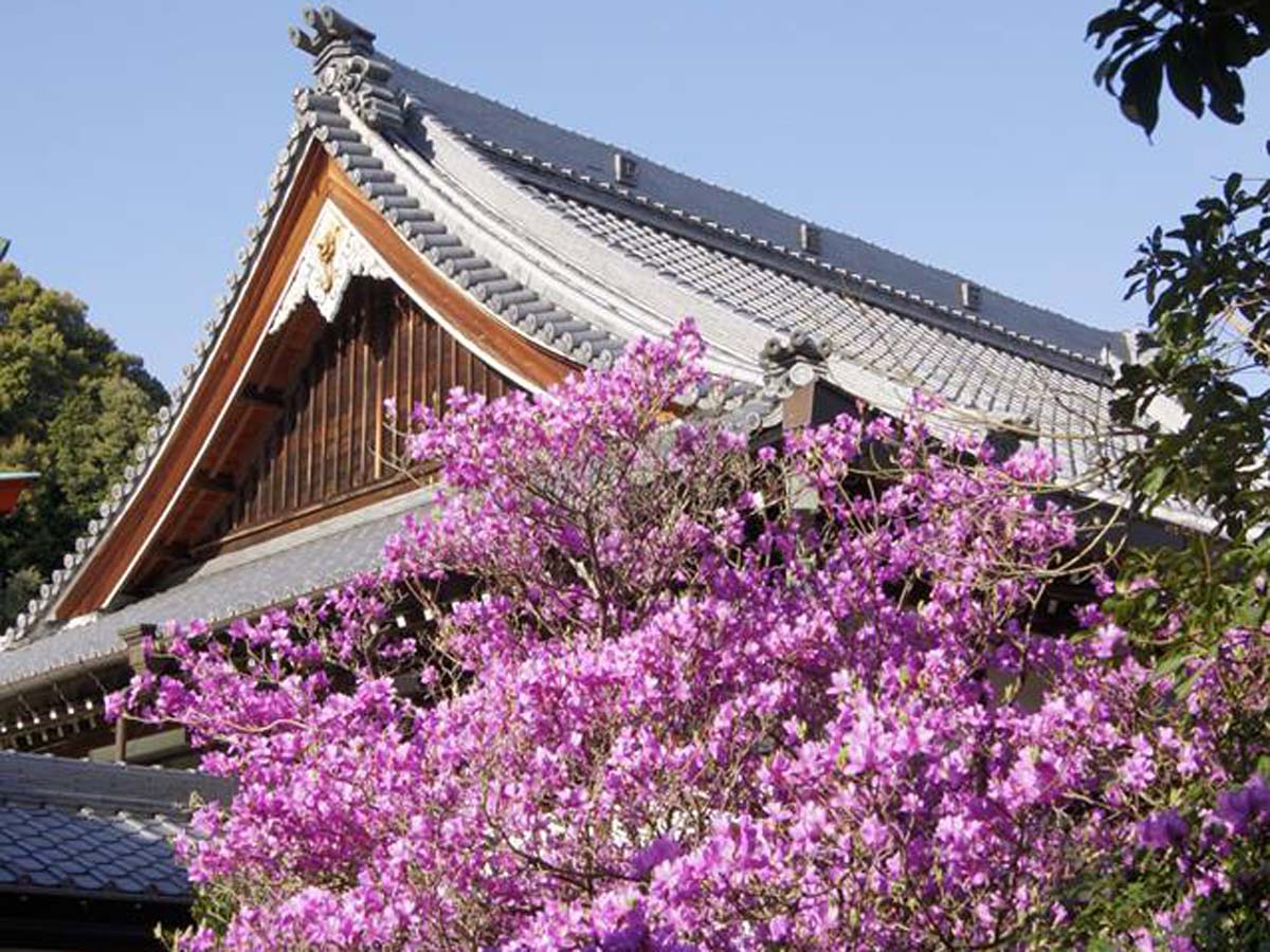 コバノミツバツツジまつり