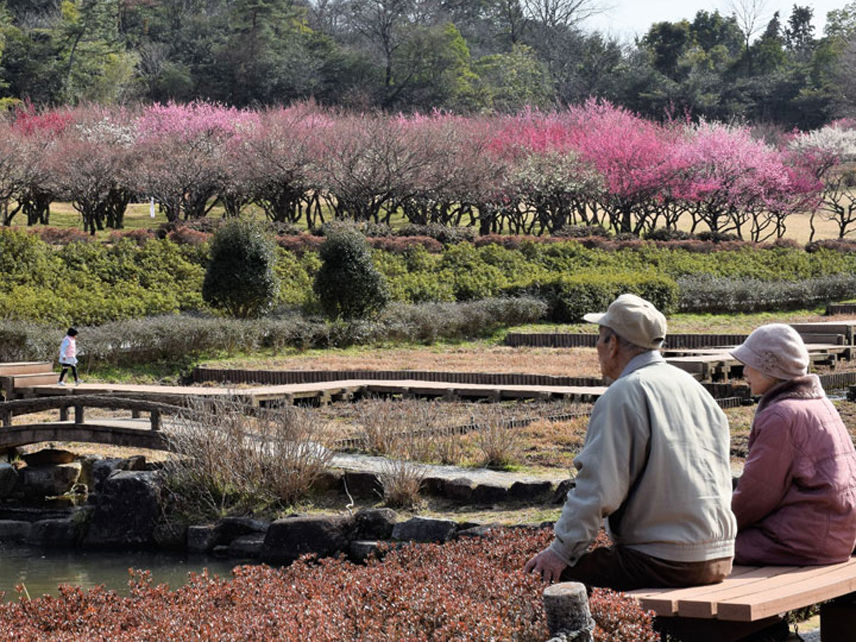 大高绿地　花梅节