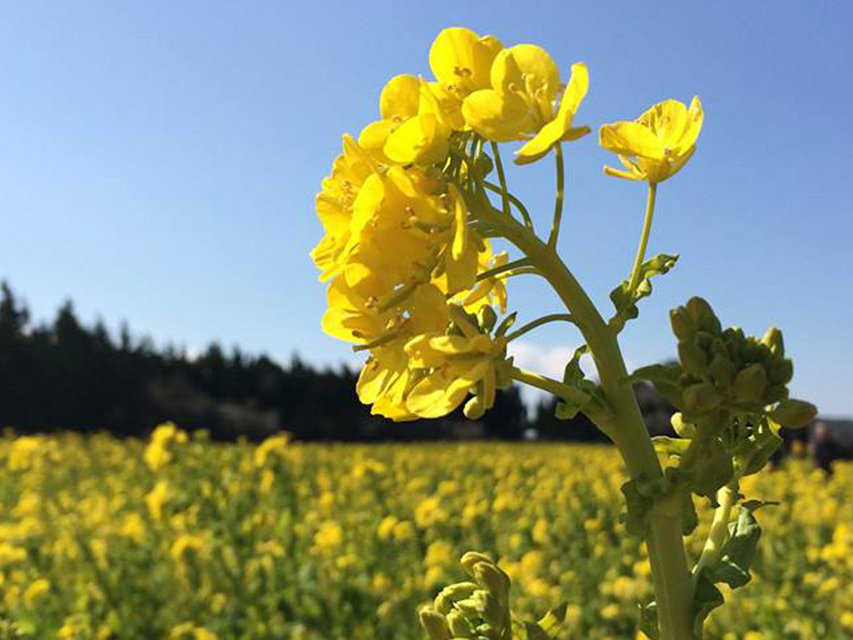 渥美半岛油菜花节