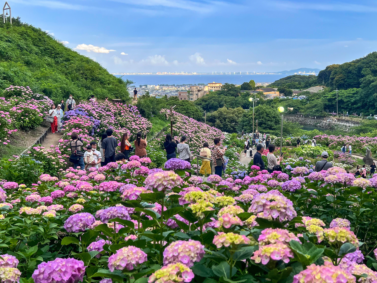形原温泉あじさい祭り
