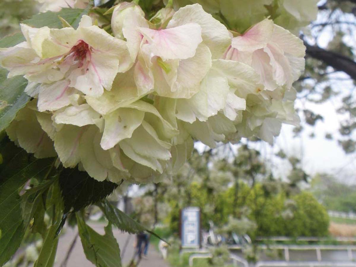 農業文化園・戶田川綠地  櫻花節