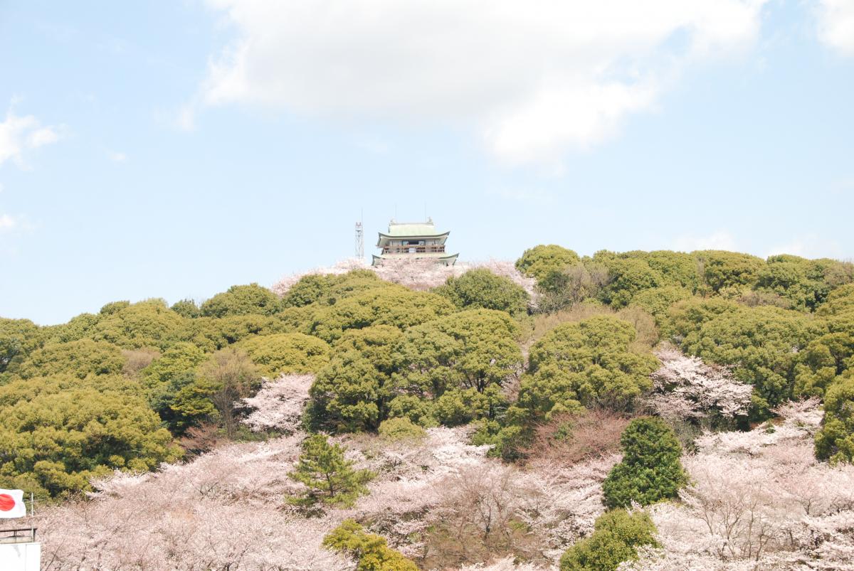 Mt. Komaki Cherry Blossom Festival