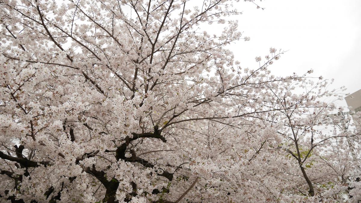 Tsuruma Park Flower Festival