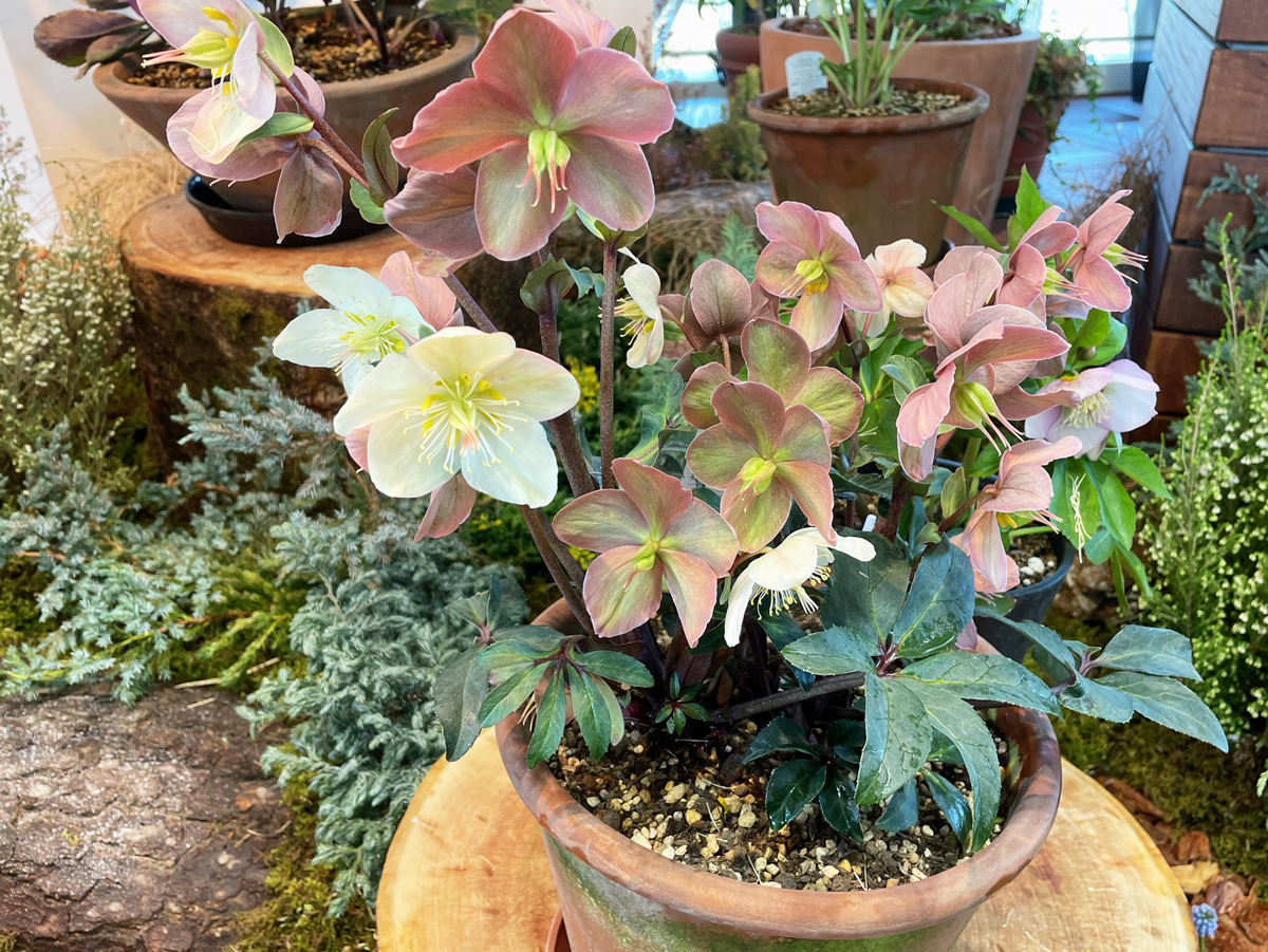 フラワーパーク江南