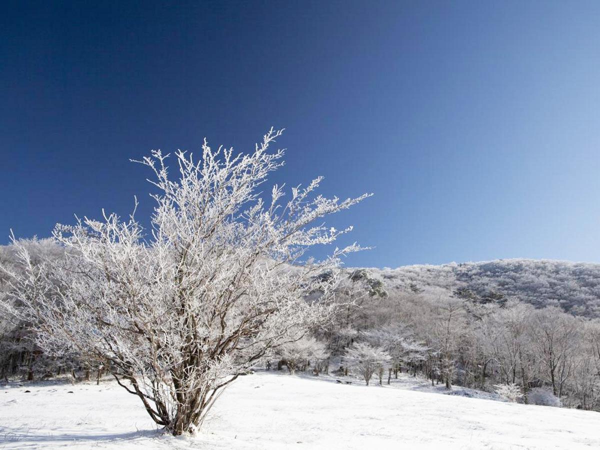 面ノ木原生林の樹氷
