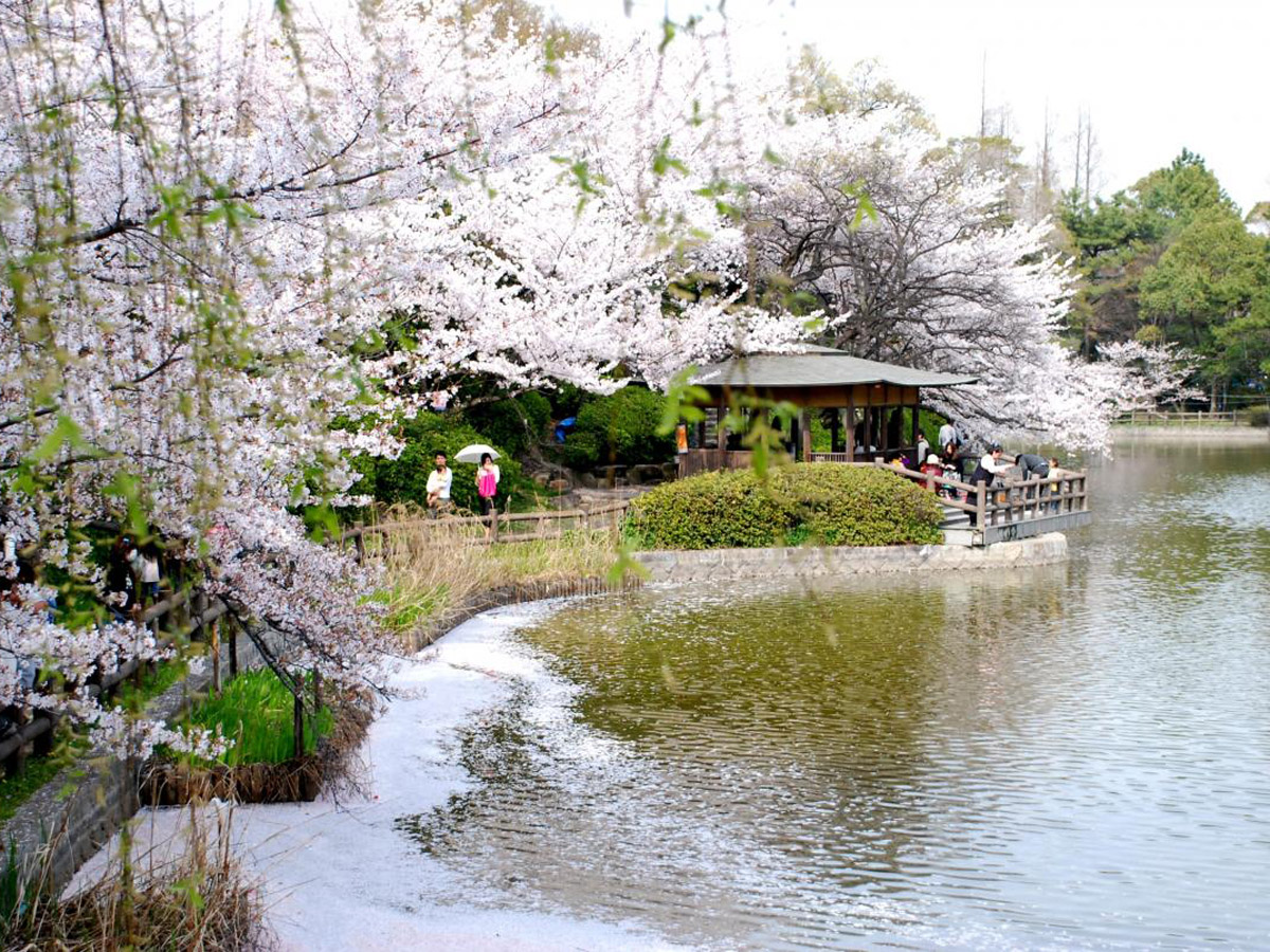 刈谷的櫻花節（龜城公園）