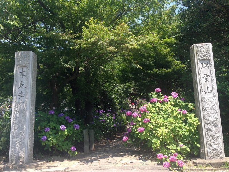 本光寺紫陽花まつり