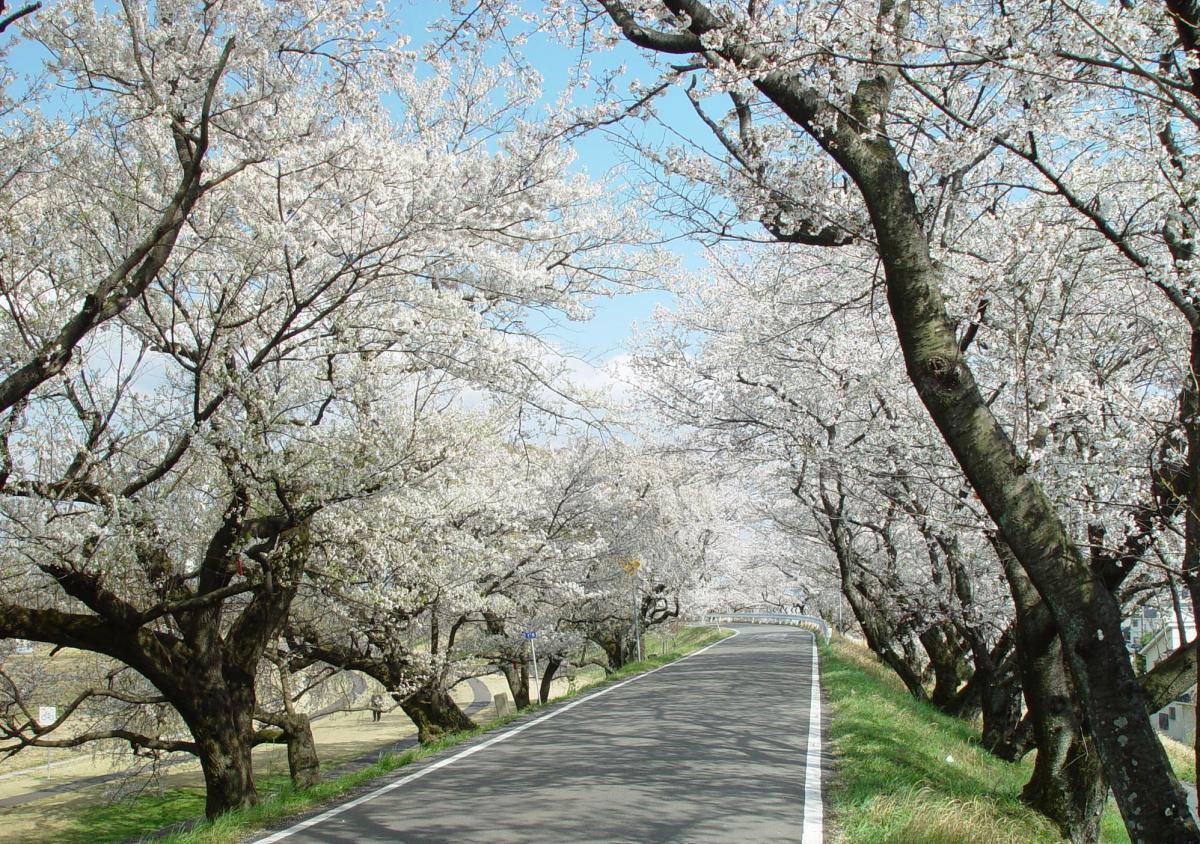 แม่น้ำคิโซะอันทรงพลัง - จุดชมซากุระแสนสวยงามสุดยิ่งใหญ่