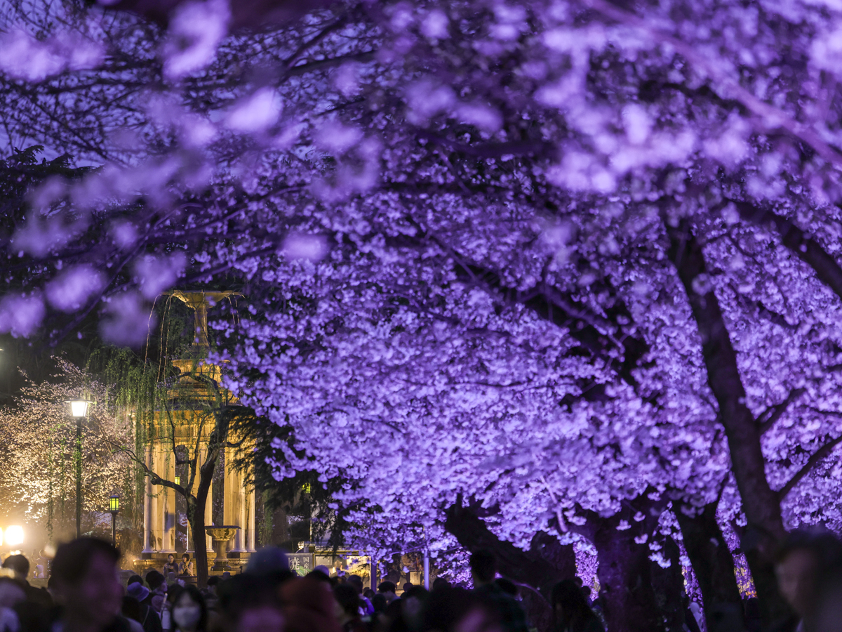 鶴舞公園　花まつり