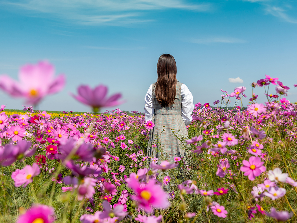 Sunflower and Cosmos Fields