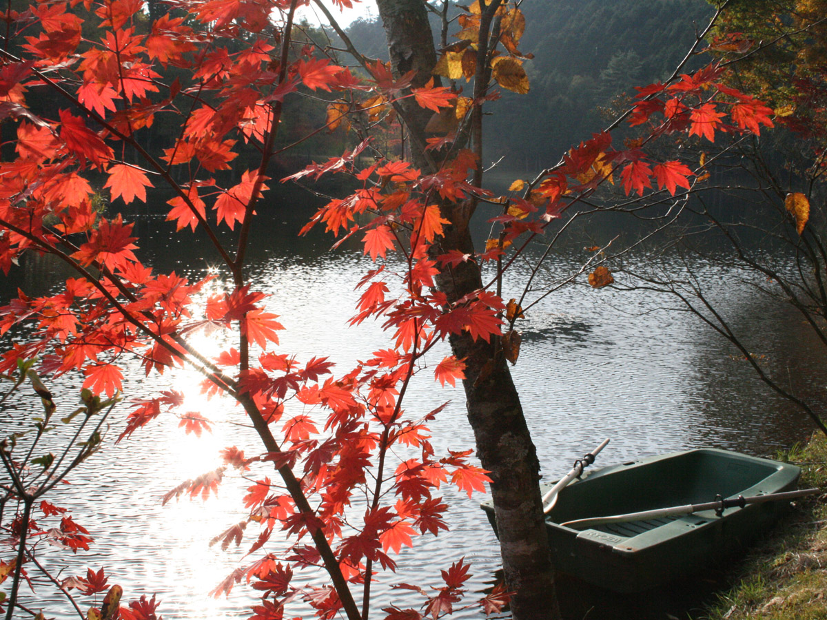 段戸里谷原生林【闪耀森林】