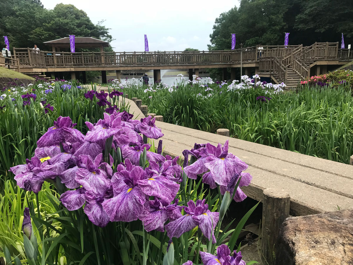 赤塚山公園　花しょうぶまつり