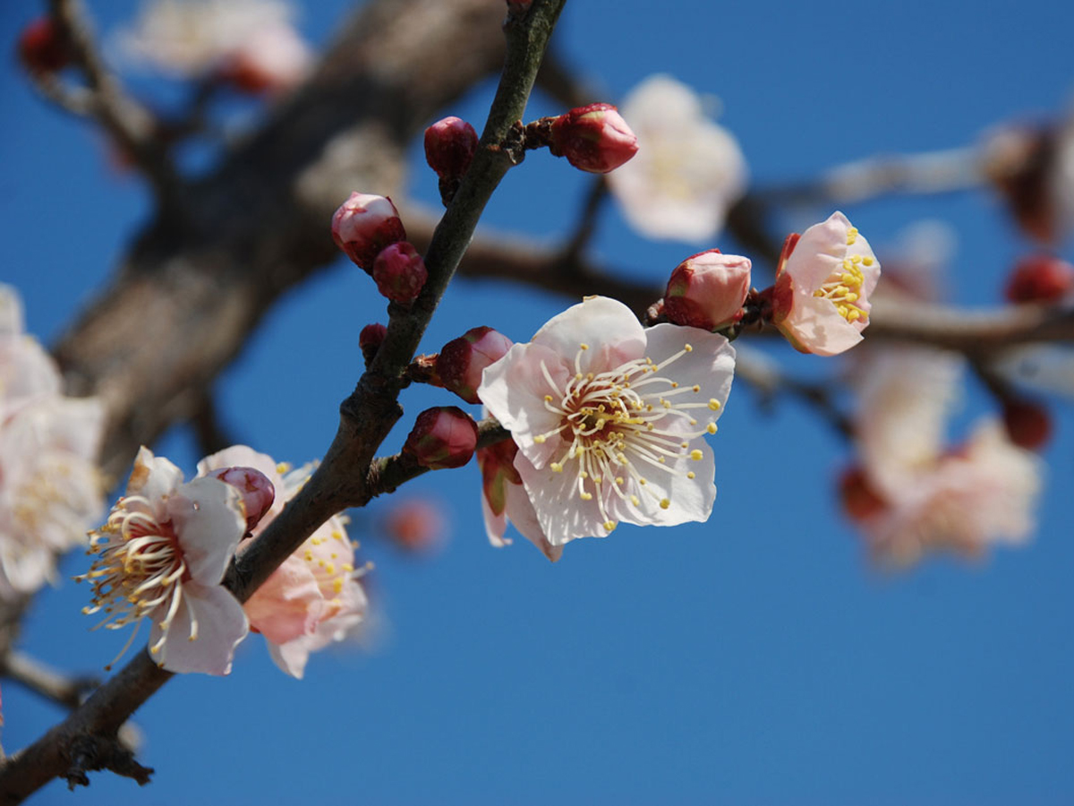 佐布里池梅花节